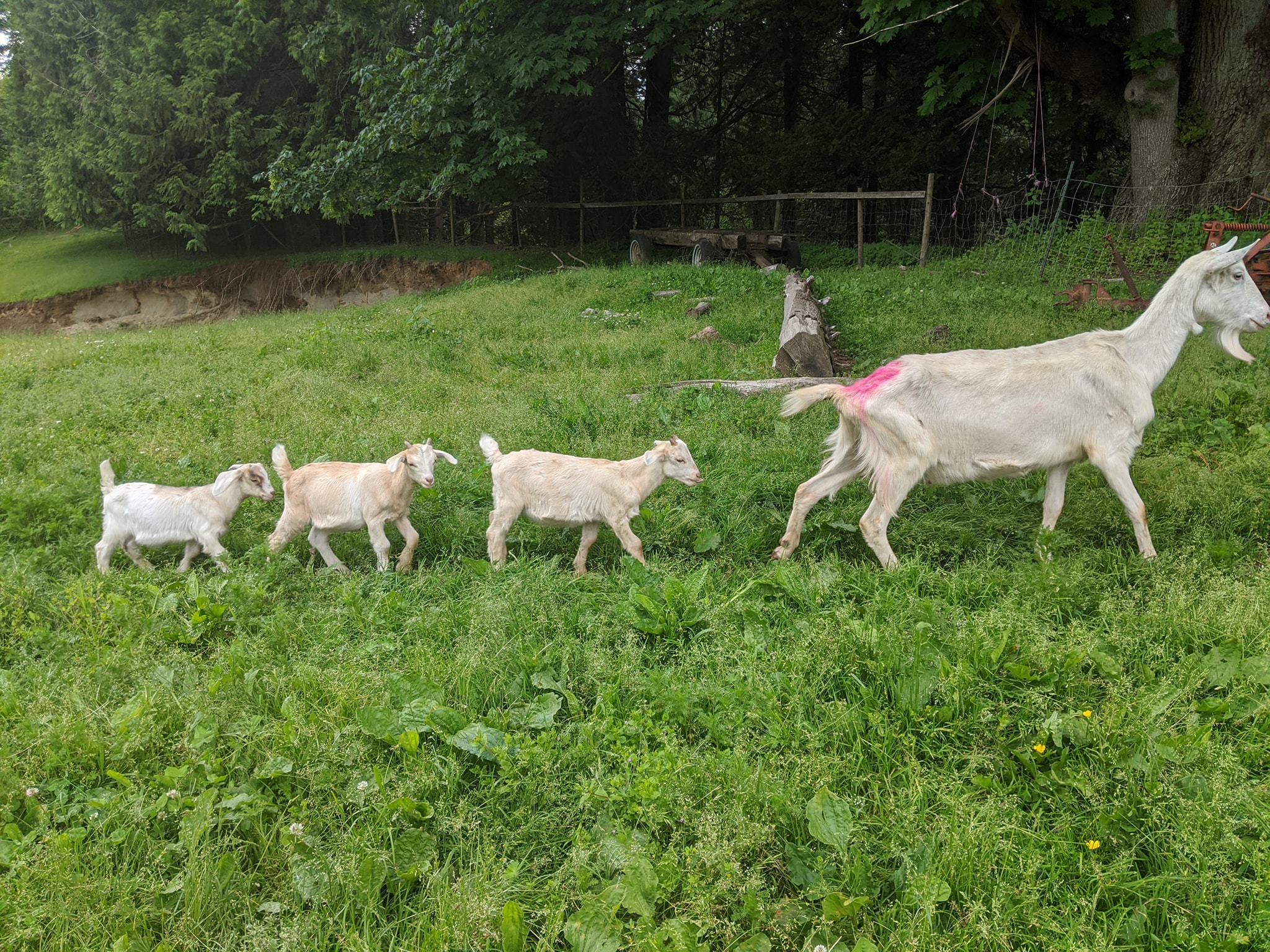 goats pride 2